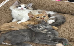 Mixed Breed cats for sale: BEAUTIFUL KITTENS  - Image 5