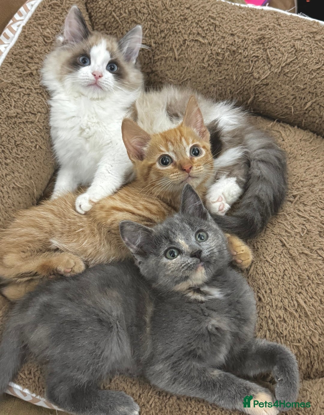 Mixed Breed cats for sale: BEAUTIFUL KITTENS  - Image 5