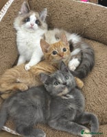 Mixed Breed cats - Advert 3