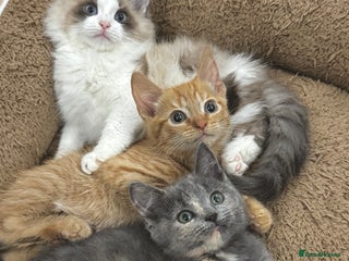 Mixed Breed cats - Advert 6