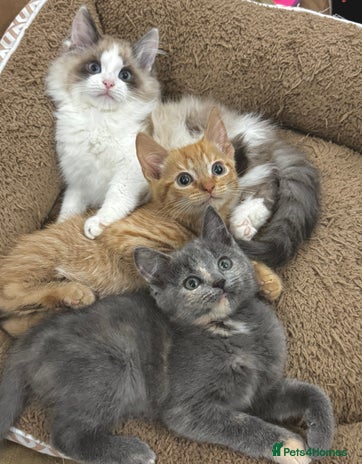 Mixed Breed cats - Advert 2