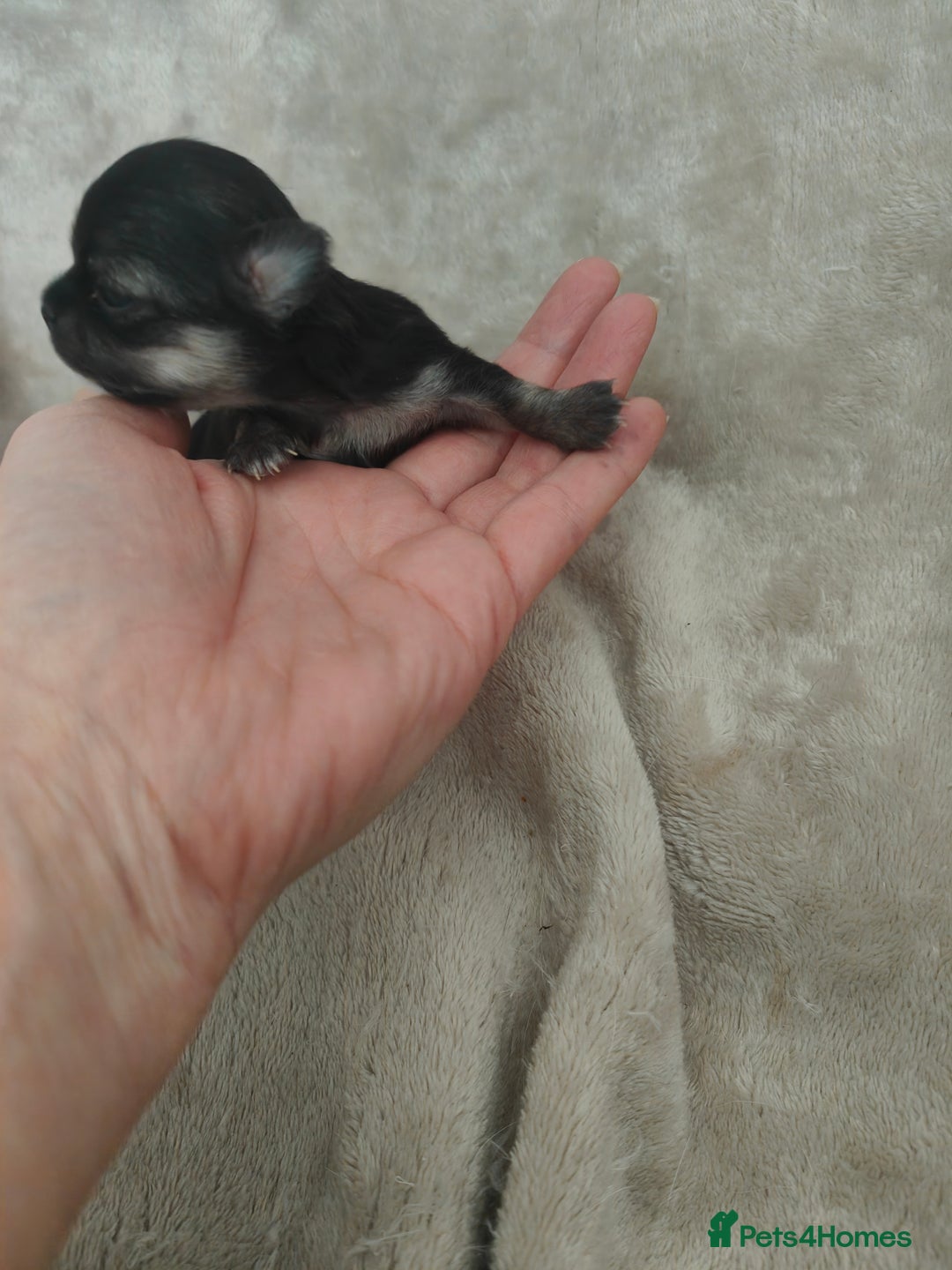 Chihuahua dogs for sale: 🪻 Beautiful Chihuahua Puppies 🪻 - Advert 9