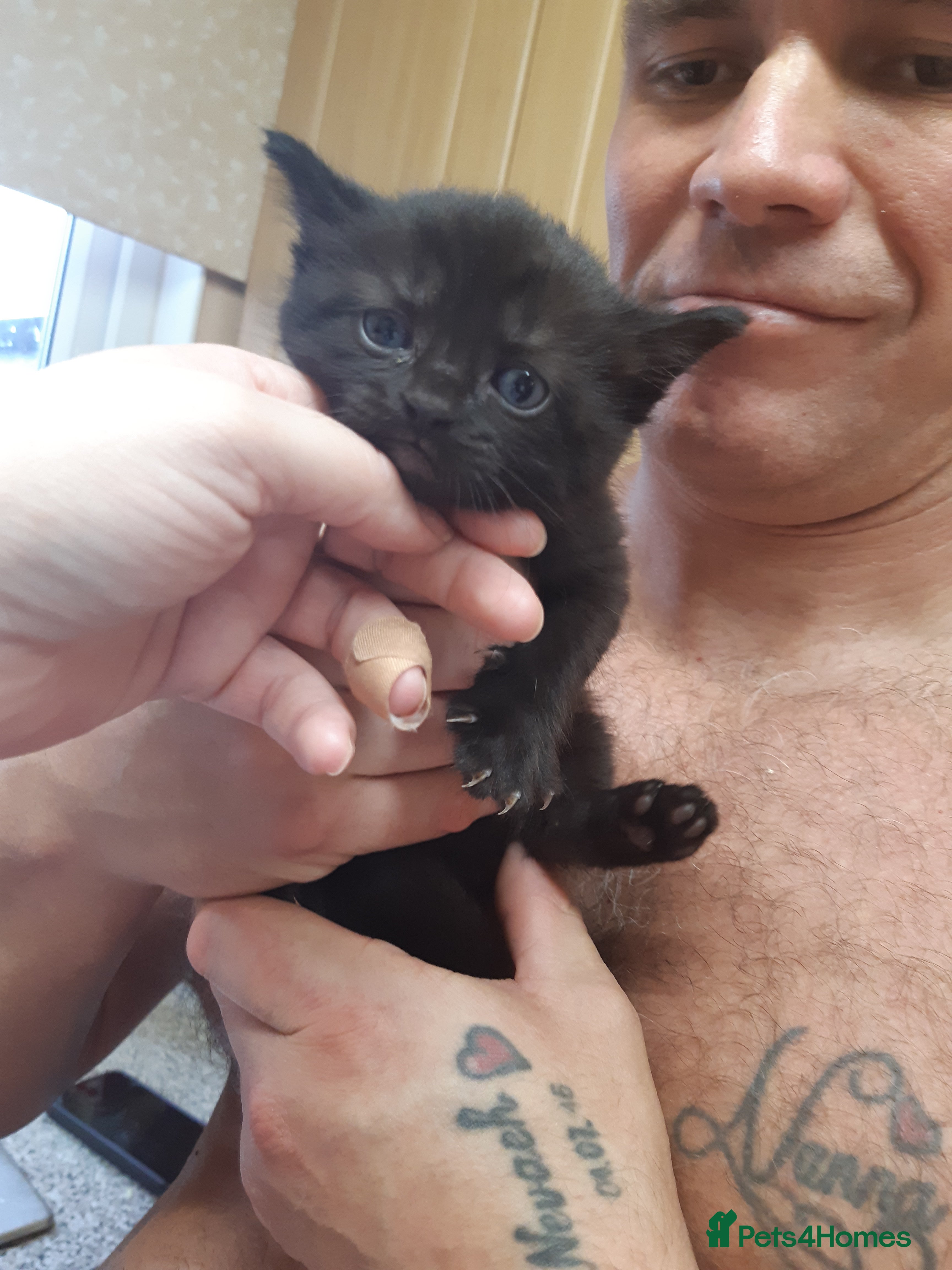 Ragdoll cats Black fluffy ragdoll x domestic kittens  - Advert 14