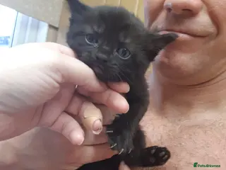 Ragdoll cats Black fluffy ragdoll x domestic kittens - Advert 14