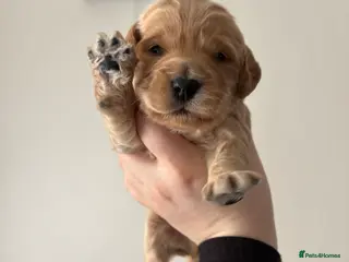 Cockapoo dogs LAST BOY AND GIRL F1B cockapoo puppies - Advert 12