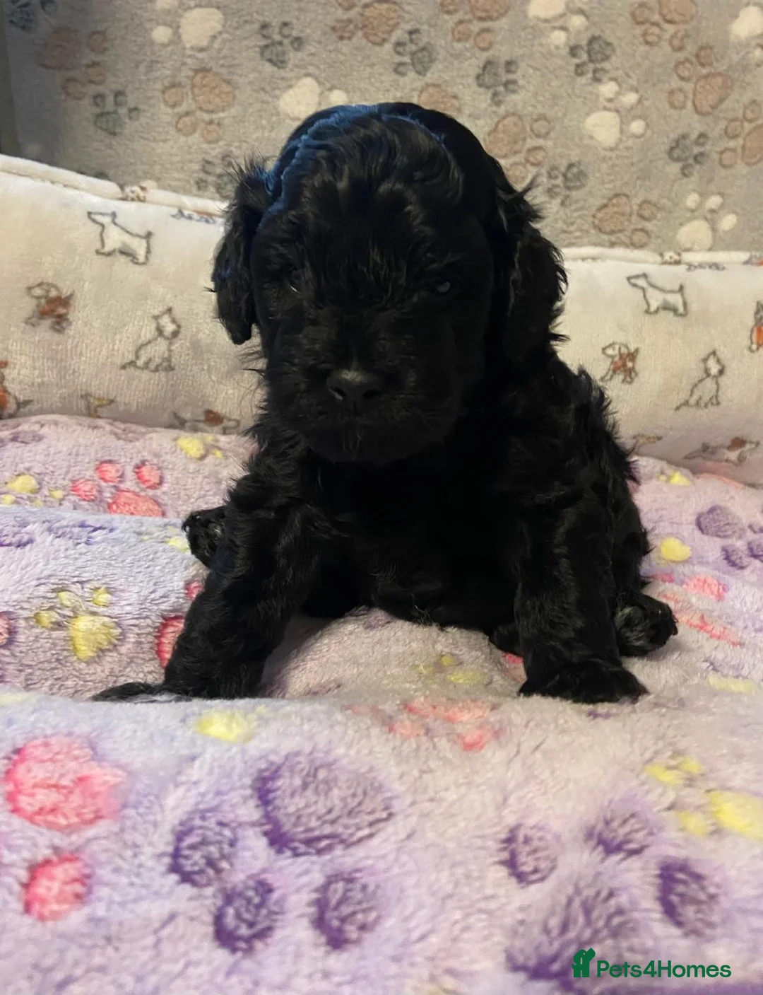 Cavapoo dogs for sale: Beautiful Cavapoo Puppies Ready to leave end ofFeb - Advert 6