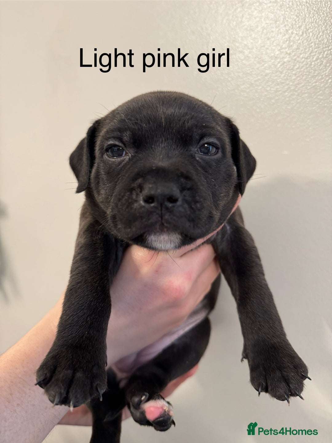 Staffordshire Bull Terrier dogs for sale: KC Staffordshire bull terrier puppies  - Advert 28