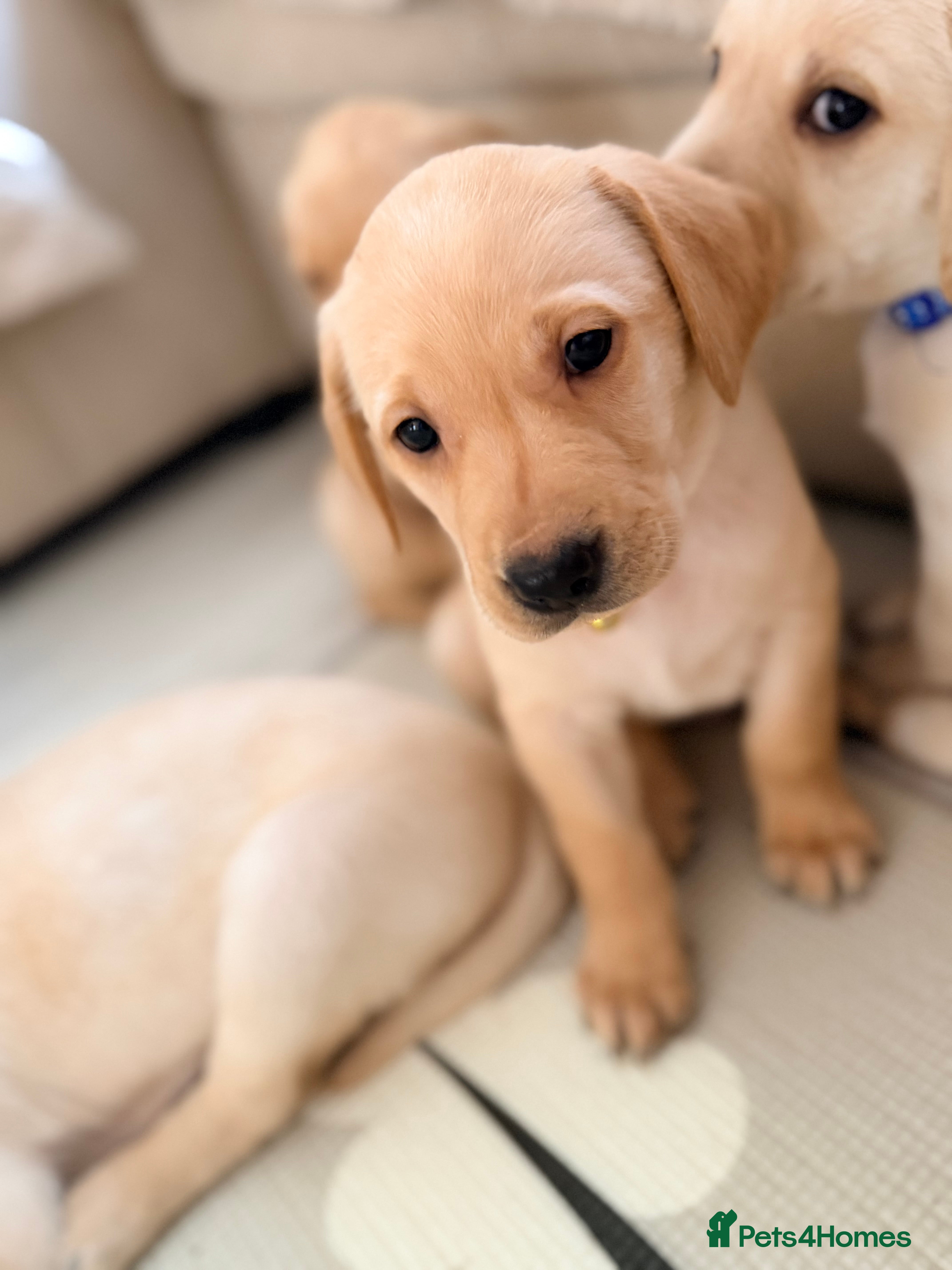 Labrador Retriever dogs Last Labrador left 🐶🐾 - Advert 16
