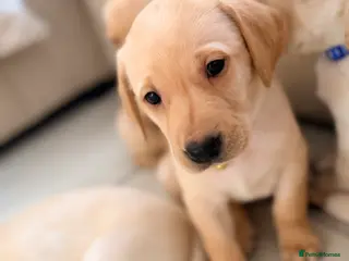 Labrador Retriever dogs Last Labrador left 🐶🐾 - Advert 15