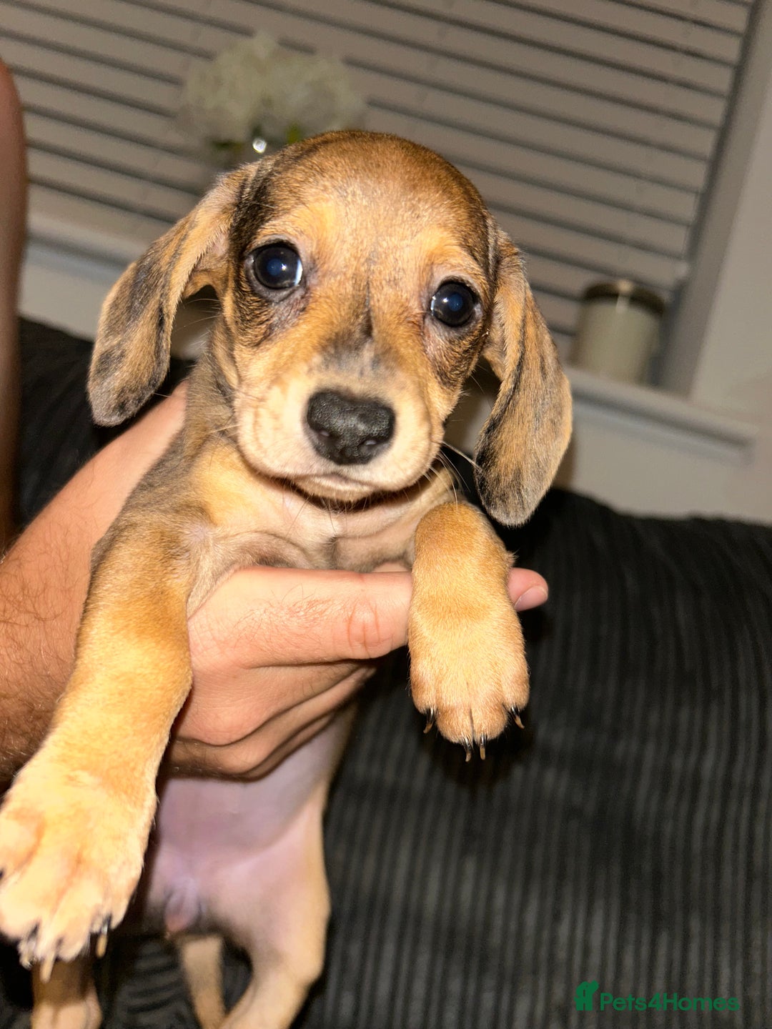 Miniature Dachshund dogs for sale: Minature dachshunds for sale! LAST 2!READY TO GO! - Image 4