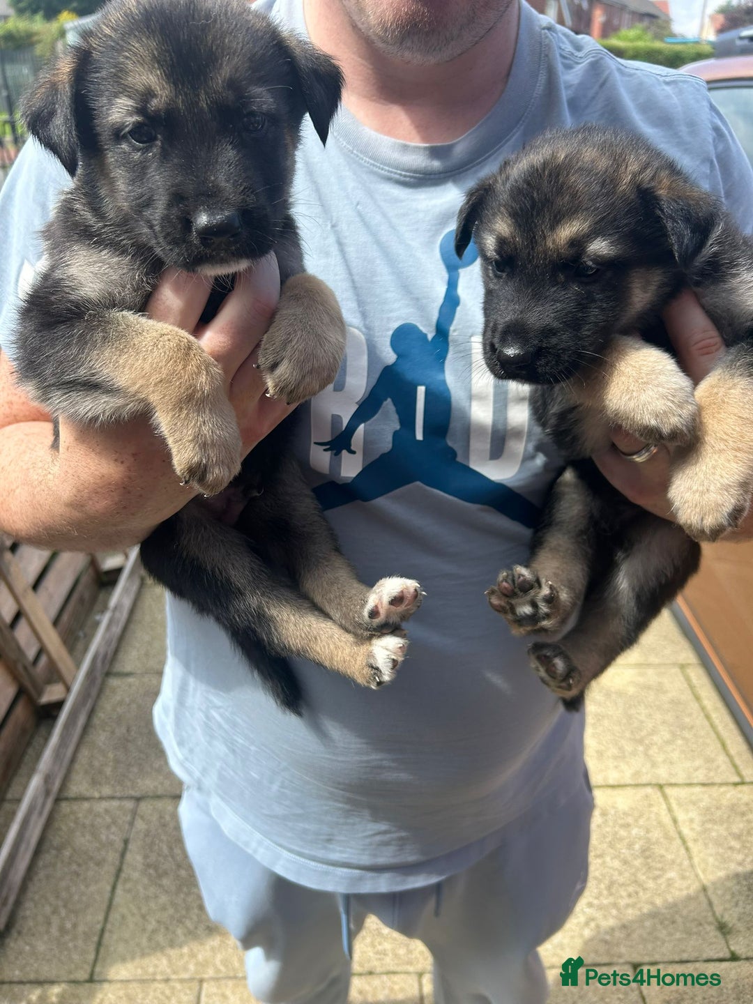 Shepsky dogs for sale: Shepsky - Image 26