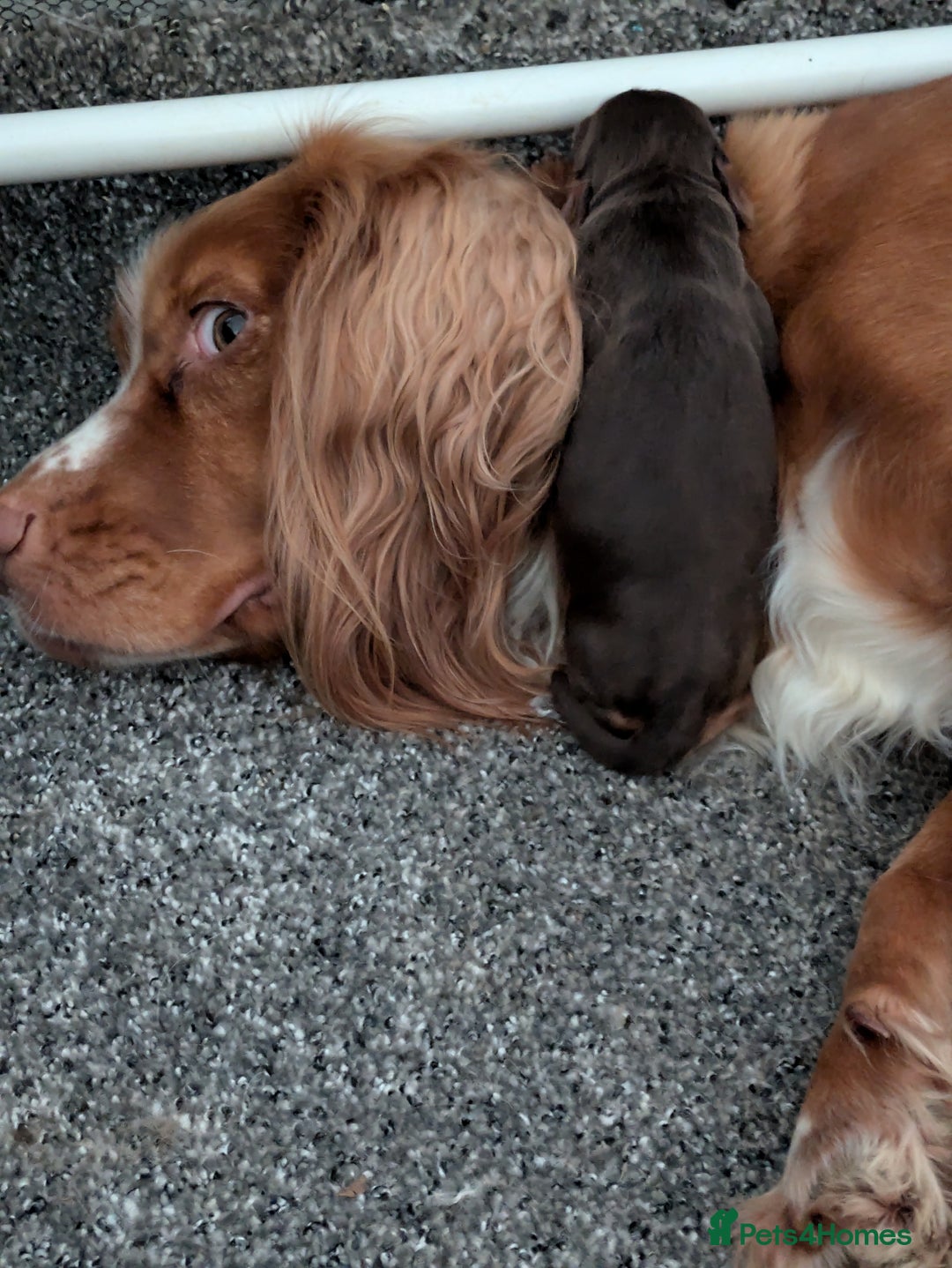 Cocker Spaniel dogs for sale: Chocolate/Chocolate Tan working cocker pups - Advert 18
