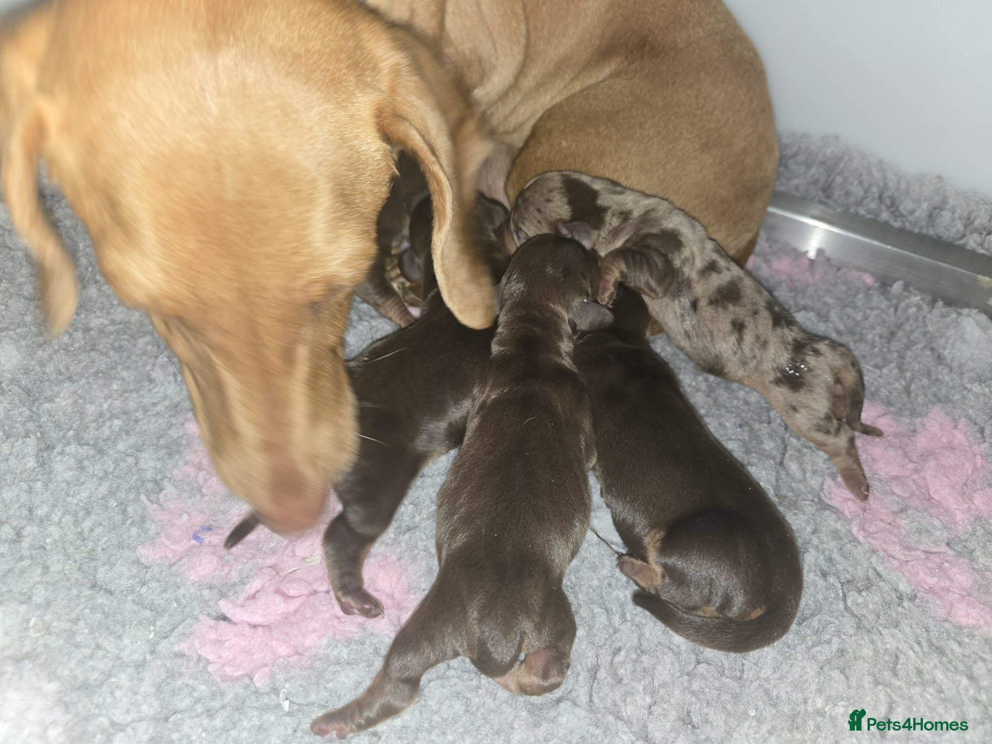 Miniature Dachshund dogs Miniature dachshund pups - Advert 1