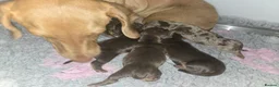 Miniature Dachshund dogs for sale: Miniature dachshund pups - Advert 1