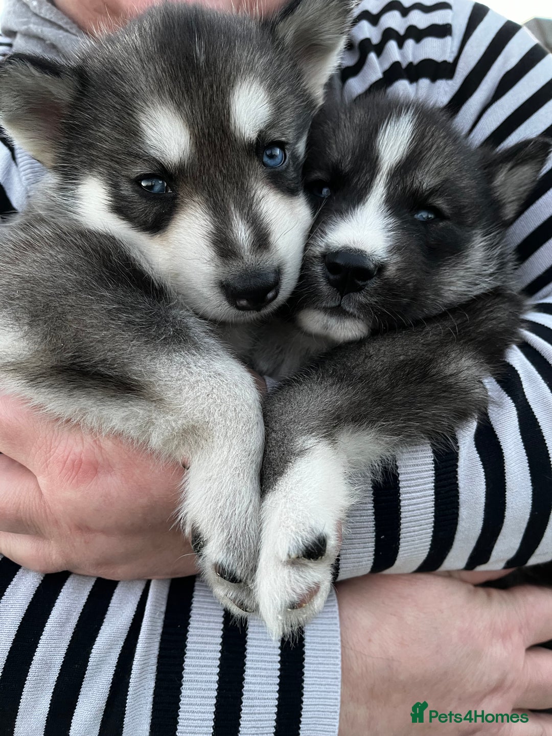 Siberian Husky dogs for sale: Stunning Husky Puppies - Advert 15