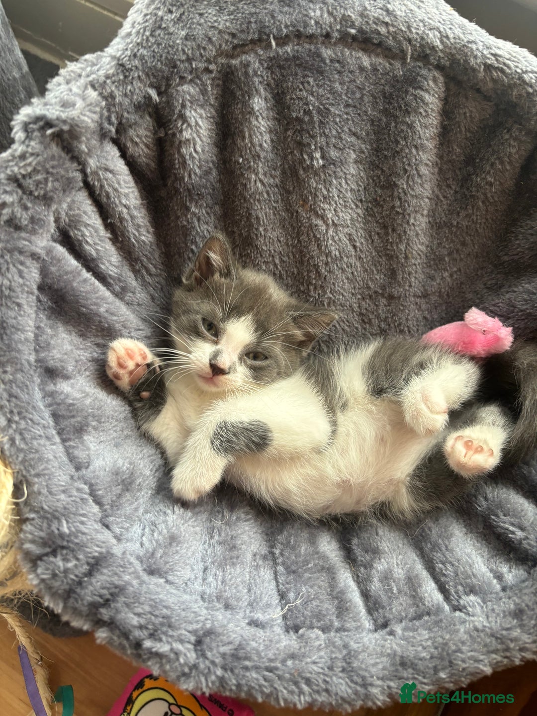 Domestic Shorthair cats for sale: Gorgeous grey kitten - Image 3