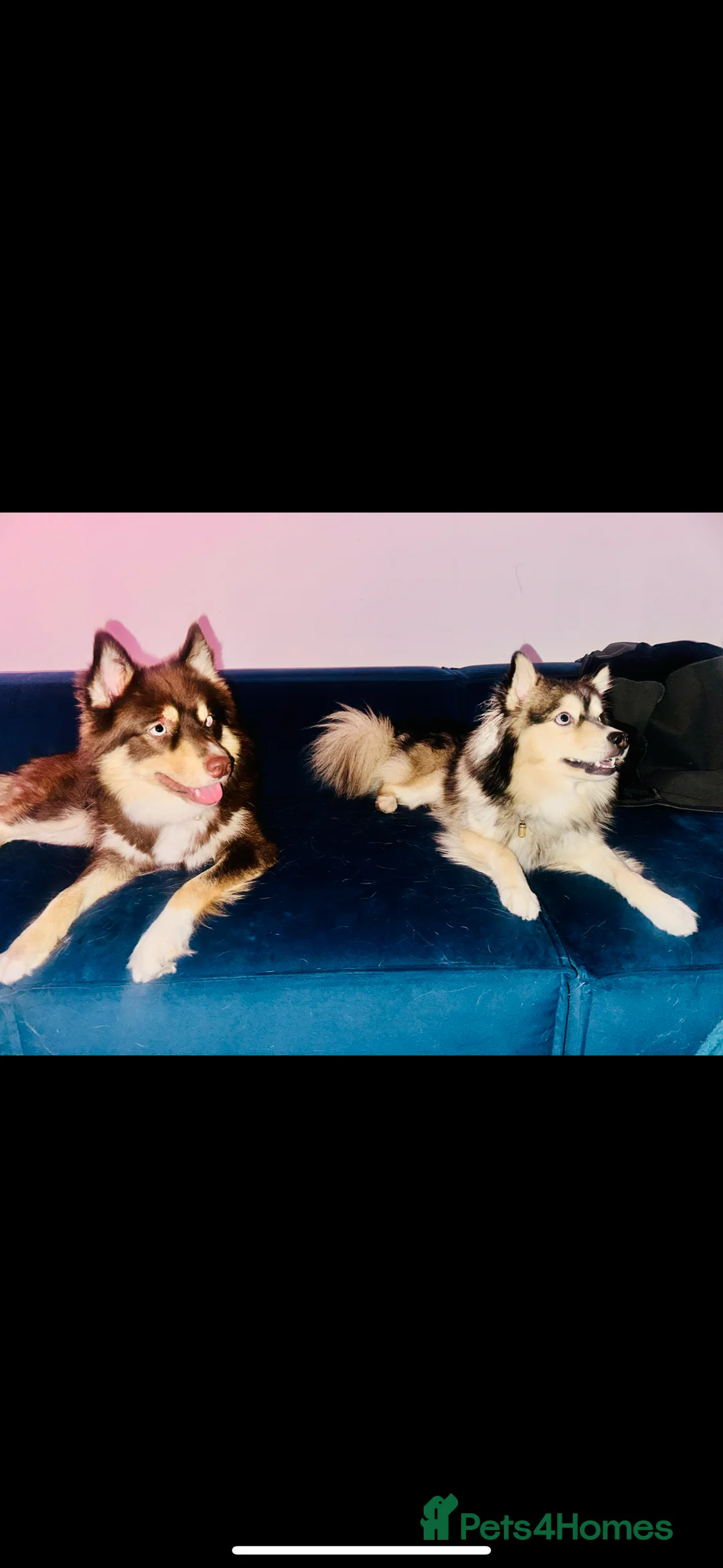 Pomsky dogs for sale: Skye and Sahara  - Advert 10