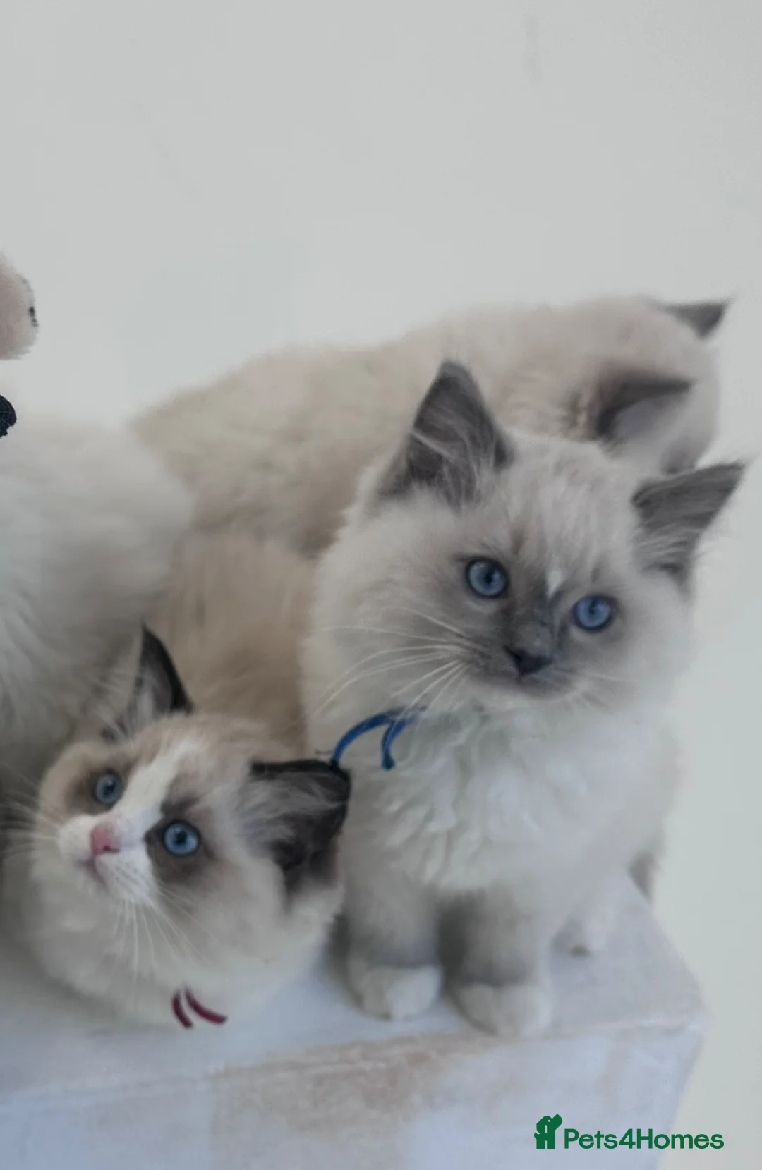 Ragdoll cats for sale: Ragdoll TICA queen - Advert 5