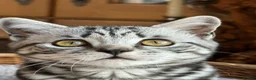 British Shorthair cats for sale: British shorthair Silver tabby  - Advert 25