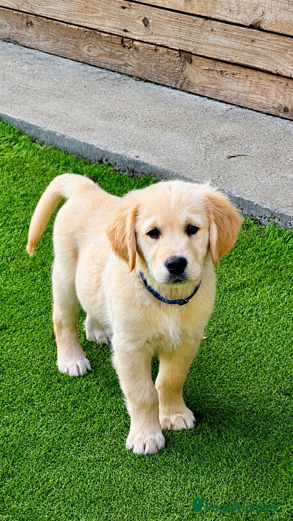 Golden Retriever dogs Exceptional Golden Retriever Puppies 🐾 - Advert 1