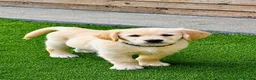 Golden Retriever dogs for sale: Exceptional Golden Retriever Puppies 🐾 - Advert 2