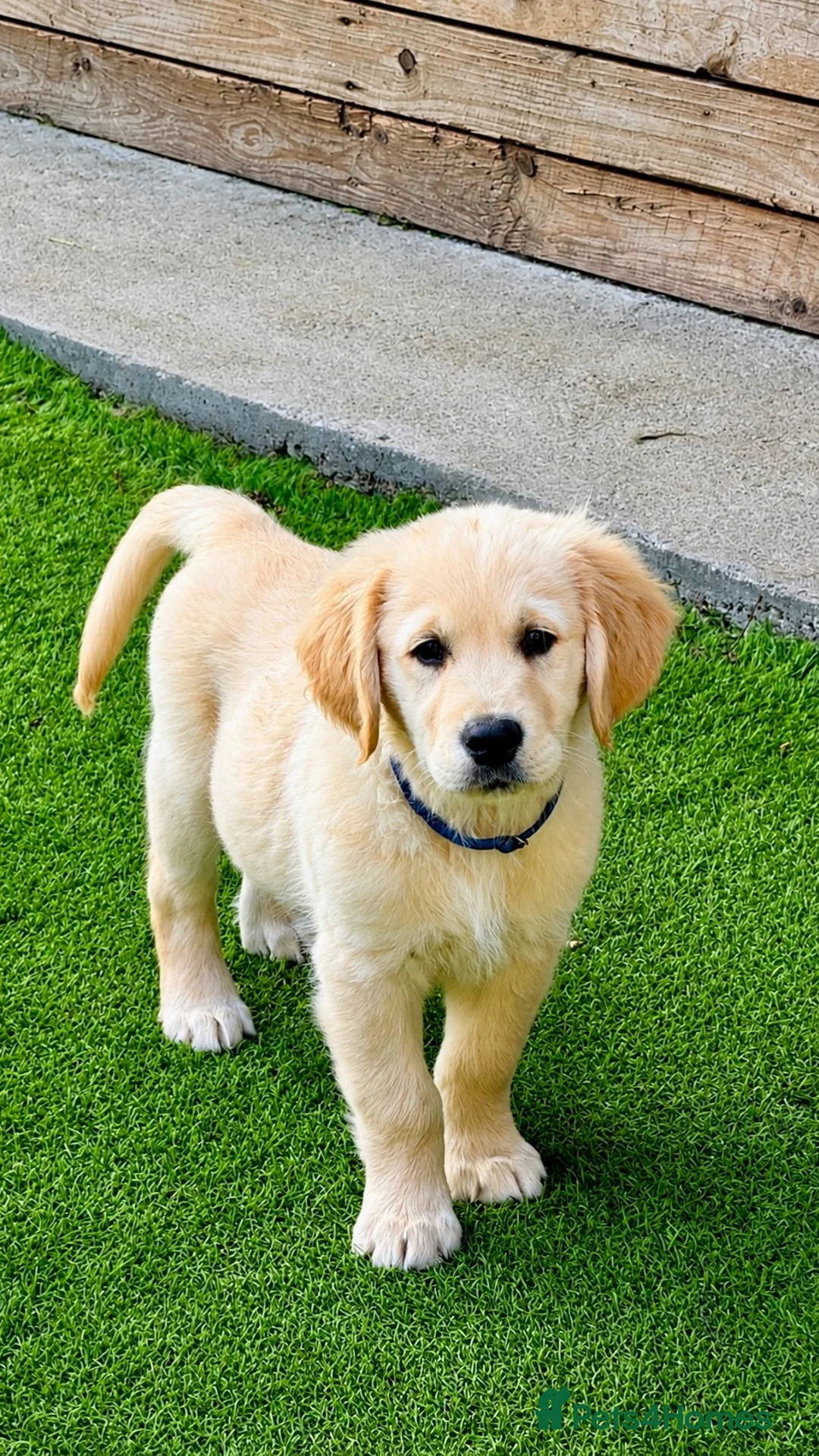 Golden Retriever dogs for sale: Exceptional Golden Retriever Puppies 🐾 - Advert 2