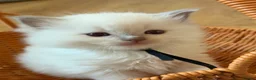 Ragdoll cats for sale: Exquisite Ragdoll litter   - Advert 11
