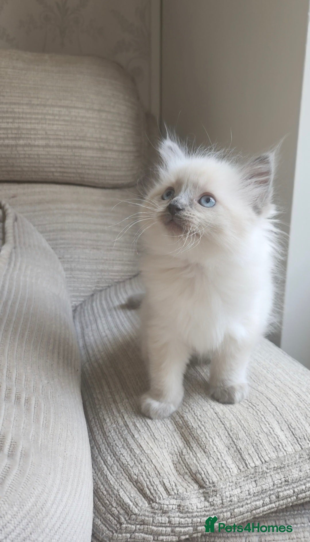 Ragdoll cats Blue Point Ragdoll Baby Boy 🩵 - Advert 1