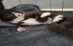 Mixed Breed cats for sale: 3 beautiful black and white kittens  - Image 1