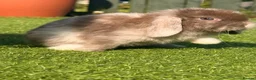 Mini Lop rabbits for sale: Beautiful small mini lop babies  - Advert 3