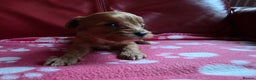 Cavapoo dogs for sale: F1 cavapoos  - Advert 4