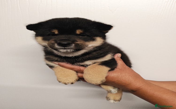 Japanese Shiba Inu dogs - Advert 1