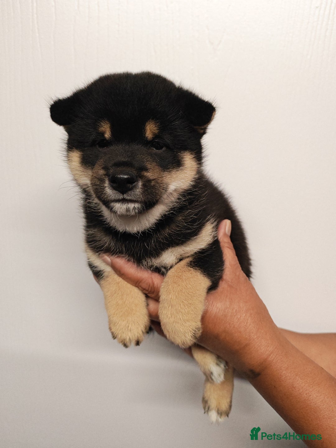 Japanese Shiba Inu dogs for sale: KC reg Japanese shiba inu puppies  - Image 1