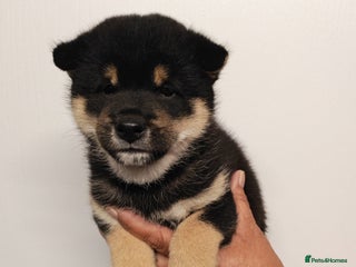 Japanese Shiba Inu dogs - Advert 15