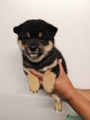 Japanese Shiba Inu dogs - Advert 2