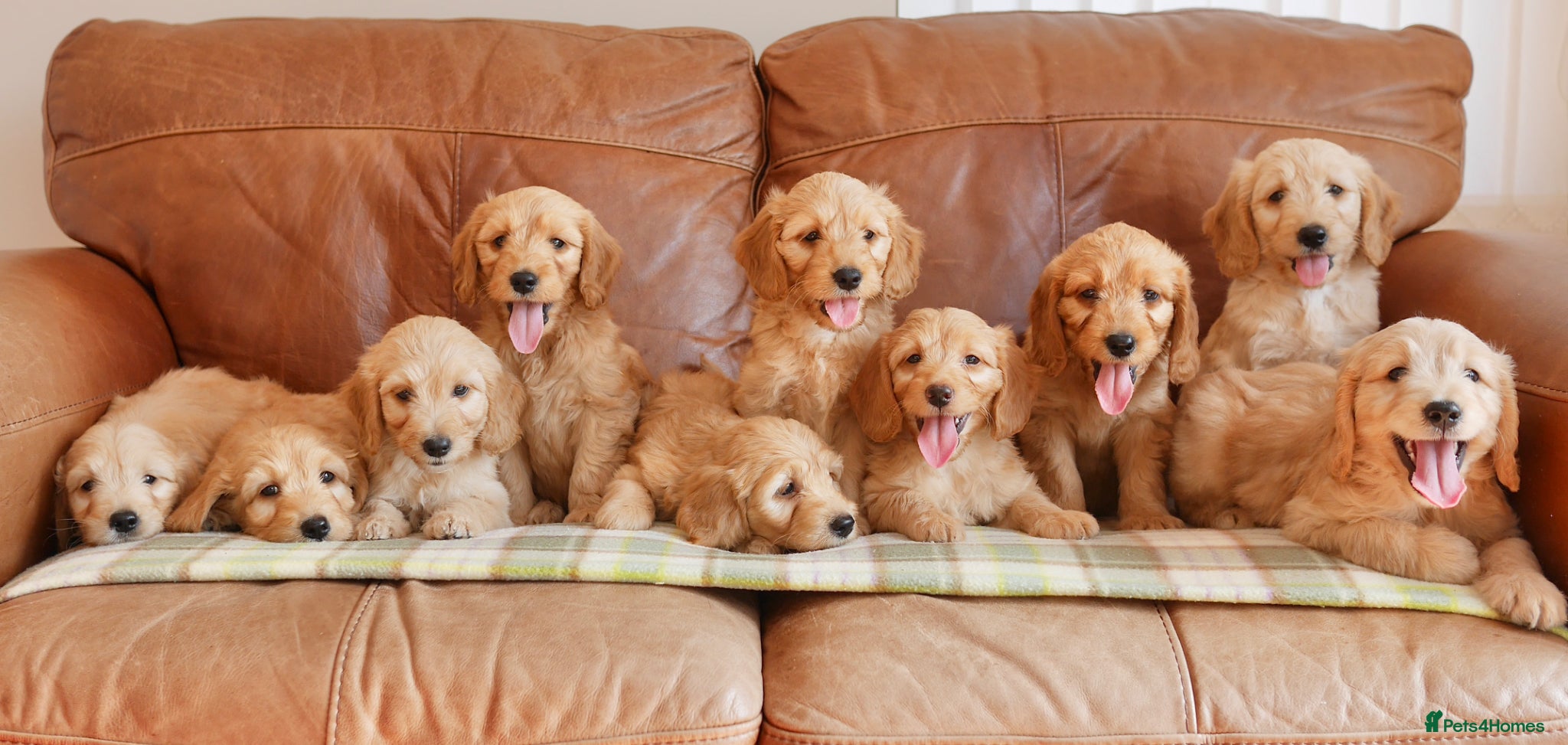 Mini Goldendoodle dogs Stunning Health Tested Miniature Goldendoodles - Advert 1