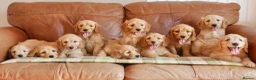 Mini Goldendoodle dogs for sale: Stunning Health Tested Miniature Goldendoodles - Advert 1