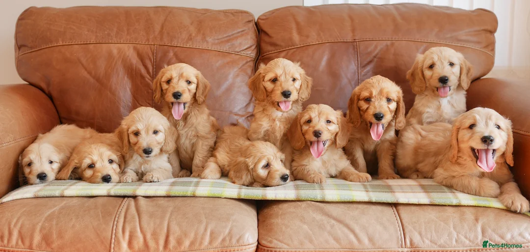 Mini Goldendoodle dogs for sale: Stunning Health Tested Miniature Goldendoodles - Advert 1