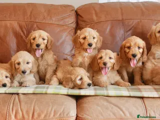 Mini Goldendoodle dogs for sale: Stunning Health Tested Miniature Goldendoodles - Advert 3