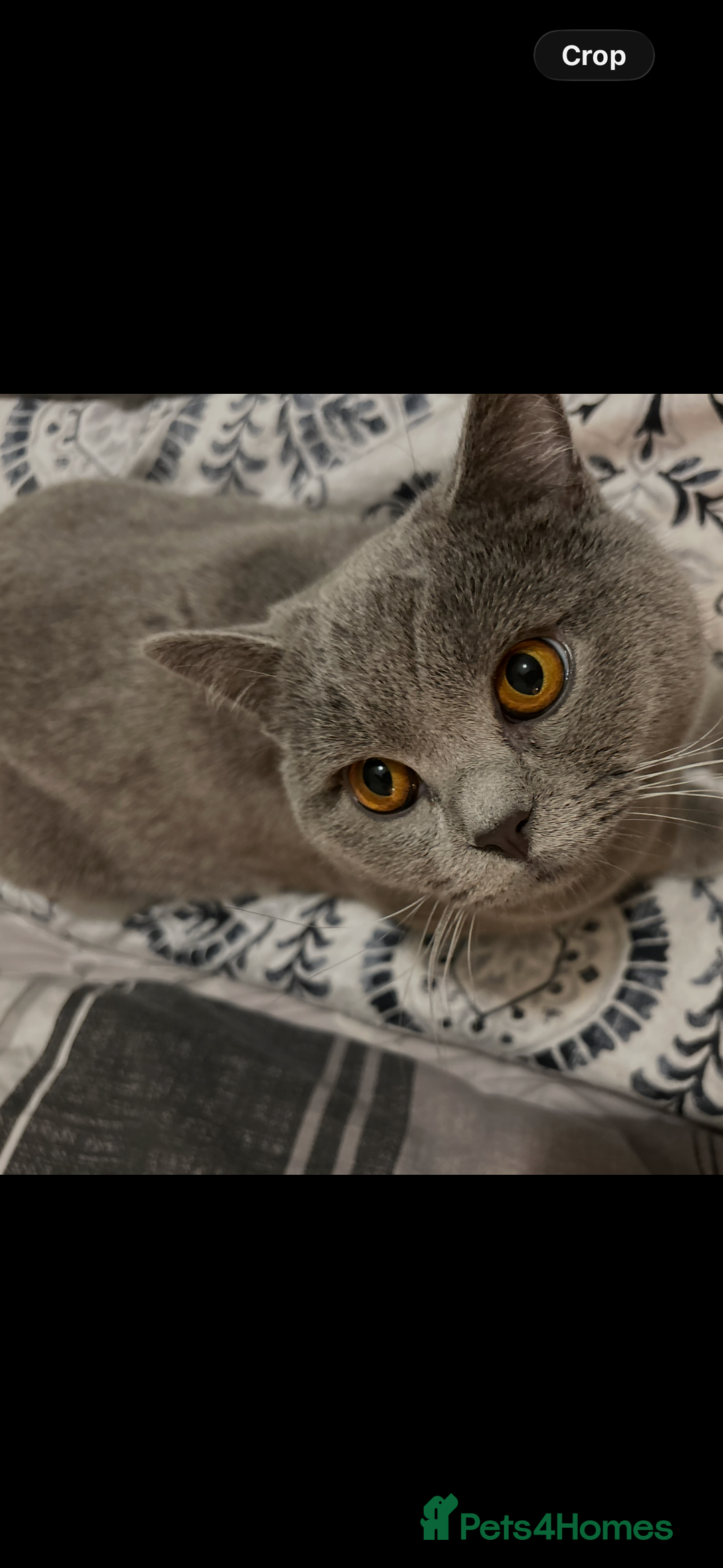 British Shorthair cats for sale: Pablo and Sienna  - Advert 2