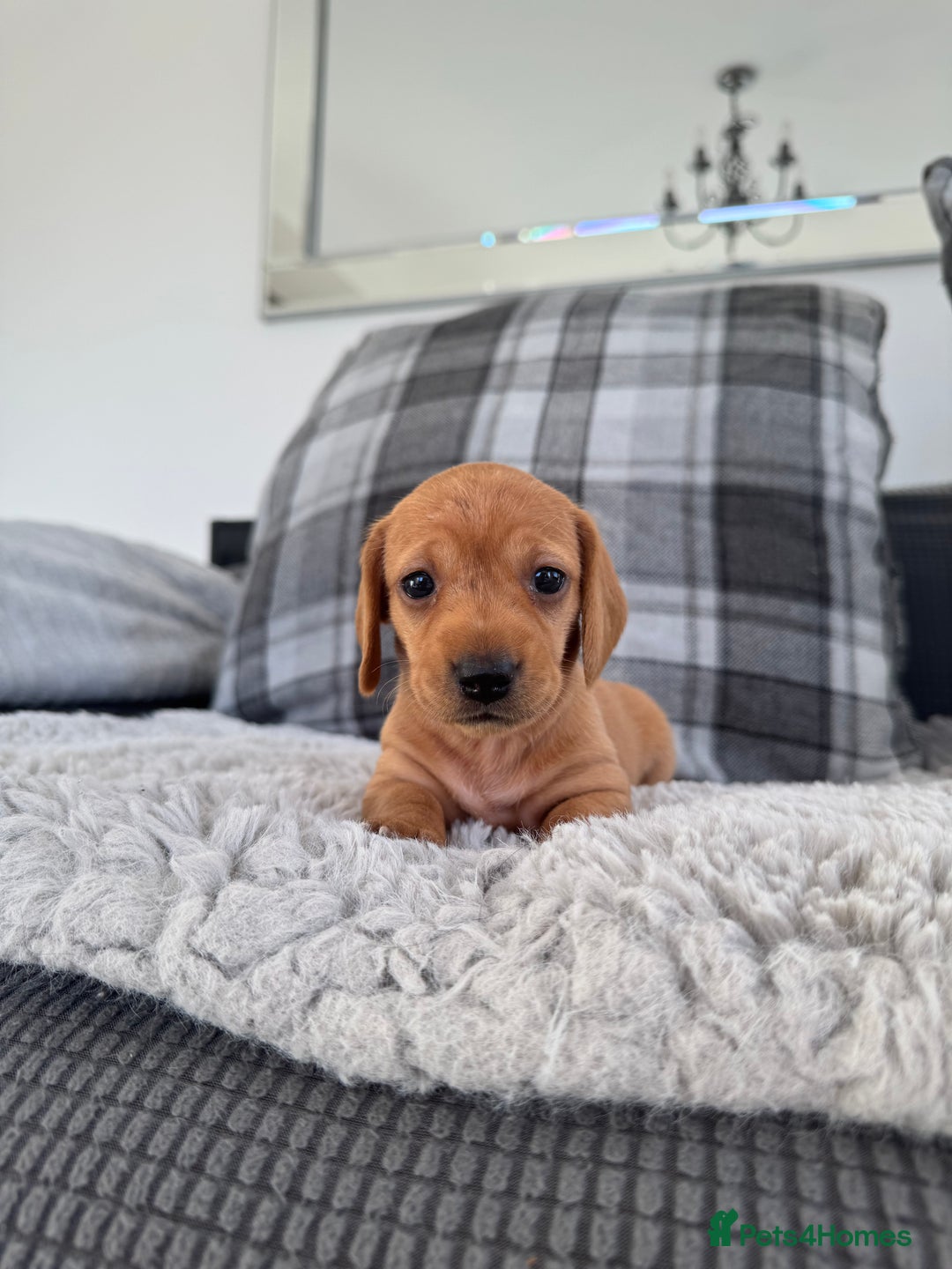 Miniature Dachshund dogs for sale: Smooth blonde miniature dachshund puppy  - Image 3