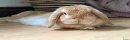 Mini Lop rabbits for sale: Mini Lop crossed Lion Lop Bunnies  - Advert 15