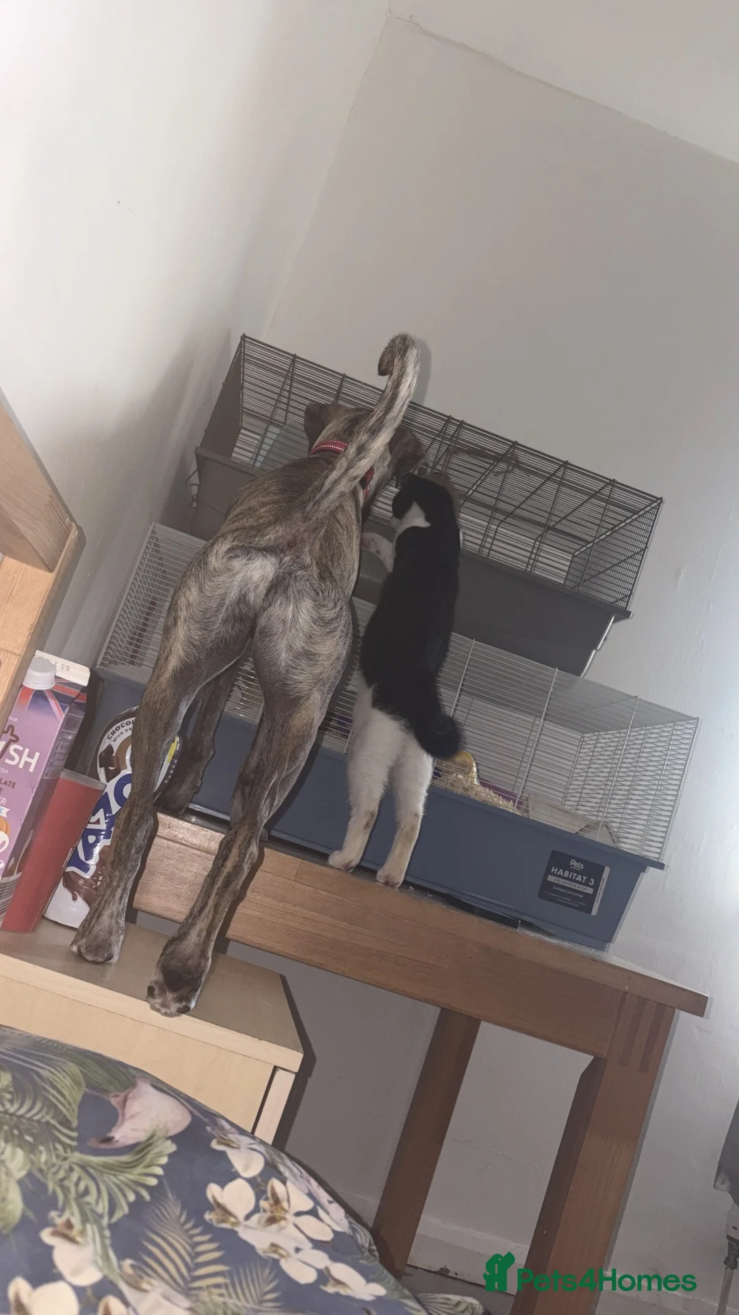 Mixed Breed dogs for sale: (Free)Bosco - Advert 2