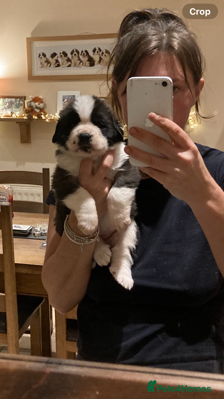 Saint Bernard dogs Saint pups from HIP & ELBOW tested parents  - Advert 4