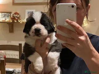 Saint Bernard dogs Saint pups from HIP & ELBOW tested parents - Advert 4