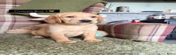 Cockerdor dogs for sale: GORGEOUS COCKERDOR PUPPIES💛🖤 - Advert 25