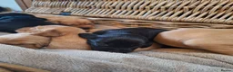 Cockerdor dogs for sale: (6 left) 7 Cockerdor puppies 🐶 5⭐️ breeders - Advert 3