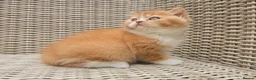 British Shorthair cats for sale: Stunning British Shorthair Kittens  - Advert 12