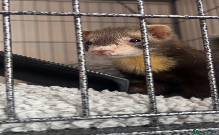 Ferret rodents - Advert 1