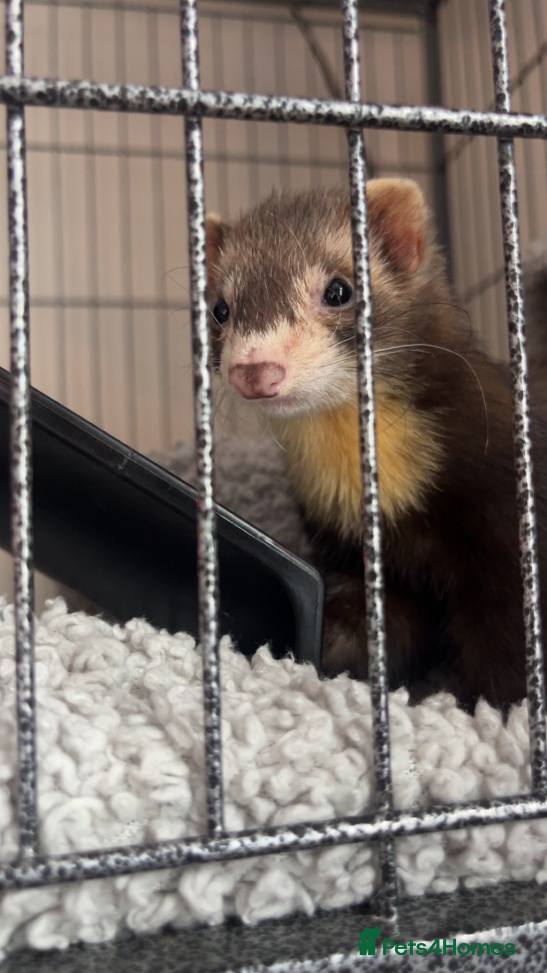 Ferret rodents for sale: Ferret for sale  - Image 1